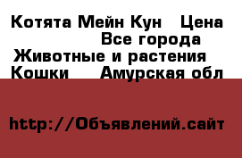 Котята Мейн Кун › Цена ­ 15 000 - Все города Животные и растения » Кошки   . Амурская обл.